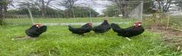 Chickens poultry for sale: Point of lay chickens LAYING HENS - Advert 2