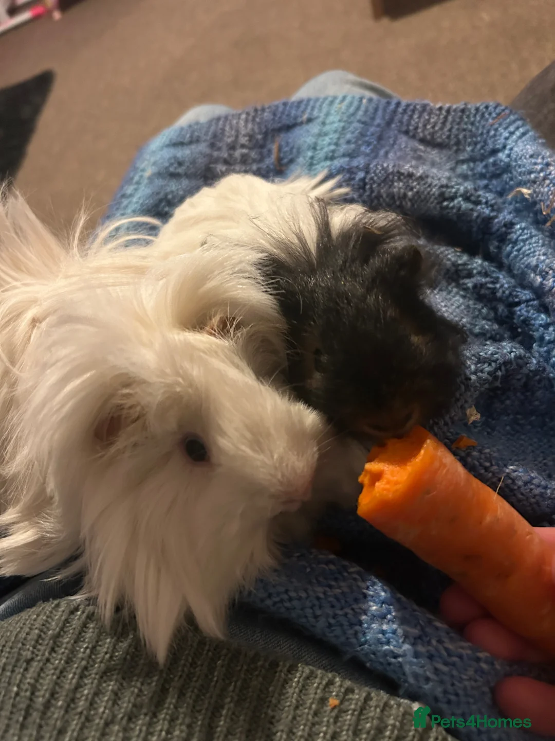 Guinea Pig rodents for sale: 2 long haired male guinea-pigs for sale  in Calne - Advert 1