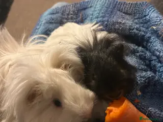 Guinea Pig rodents 2 long haired male guinea-pigs for sale - Advert 12