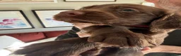Sprocker dogs for sale: Gorgeous Chocolate Cocker Spaniel Puppies in Shrewsbury - Advert 8