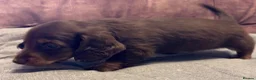 Dachshund dogs for sale: Miniature longhair dachshunds for sale - Advert 16