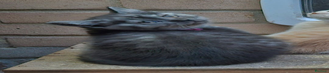 British Shorthair Kitten 3