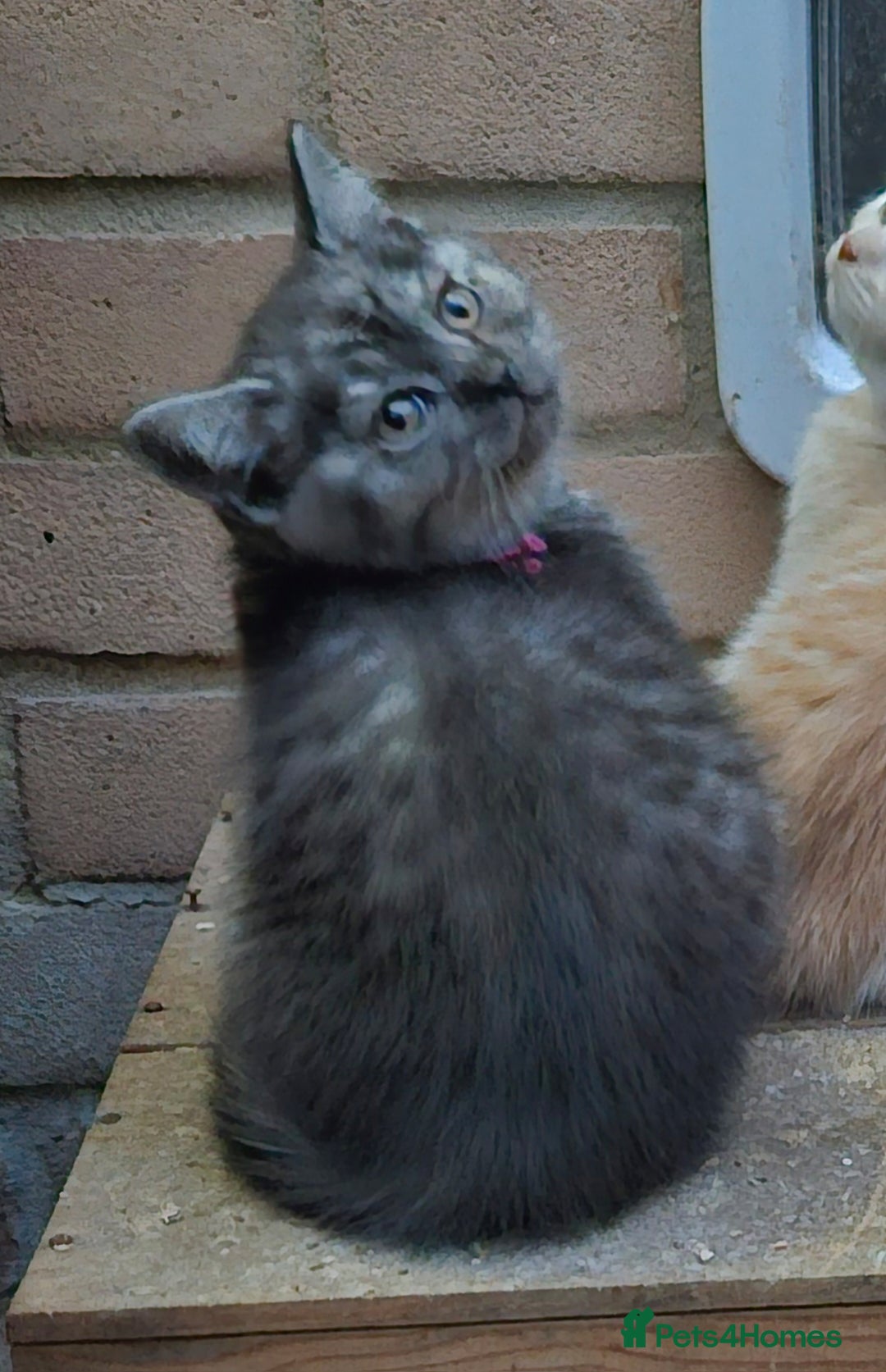 British Shorthair cats for sale: ✨British Shorthair Pedigree Kittens ✨ - Image 7