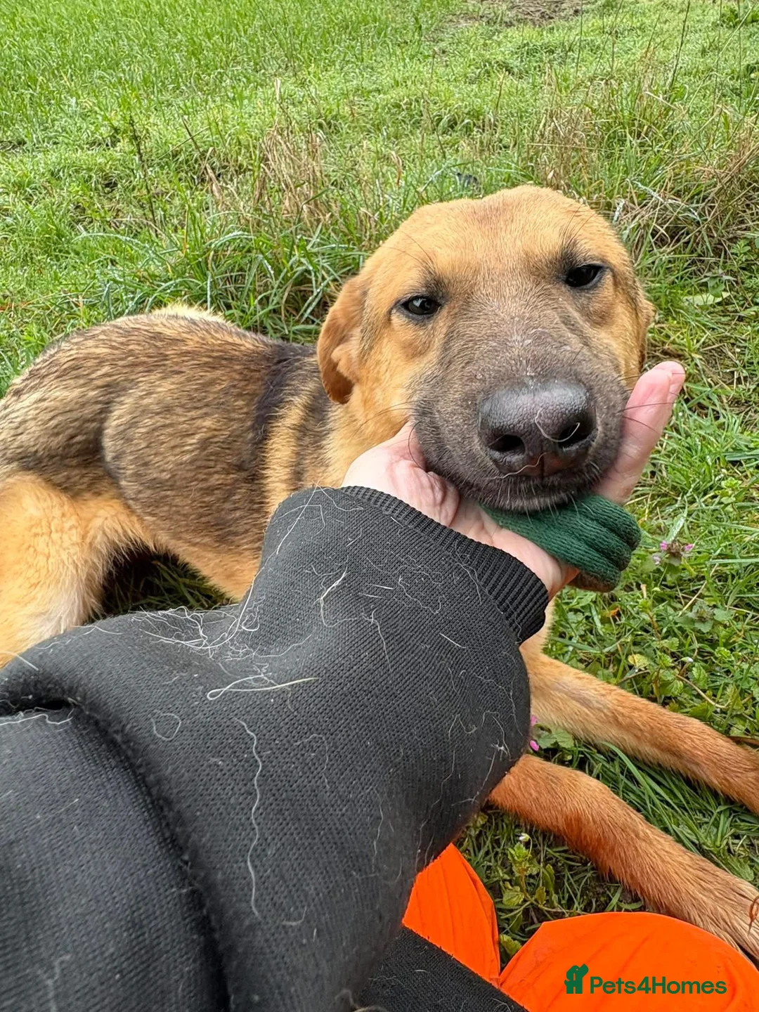 Mixed Breed dogs for adoption: Dylan - Norwich Norfolk  - Advert 2