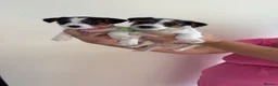 Jack Russell dogs for sale: Jack Russell puppies  - Advert 3