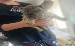 French Bulldog dogs for sale:  Beautiful french bulldog puppies for sale - Image 14
