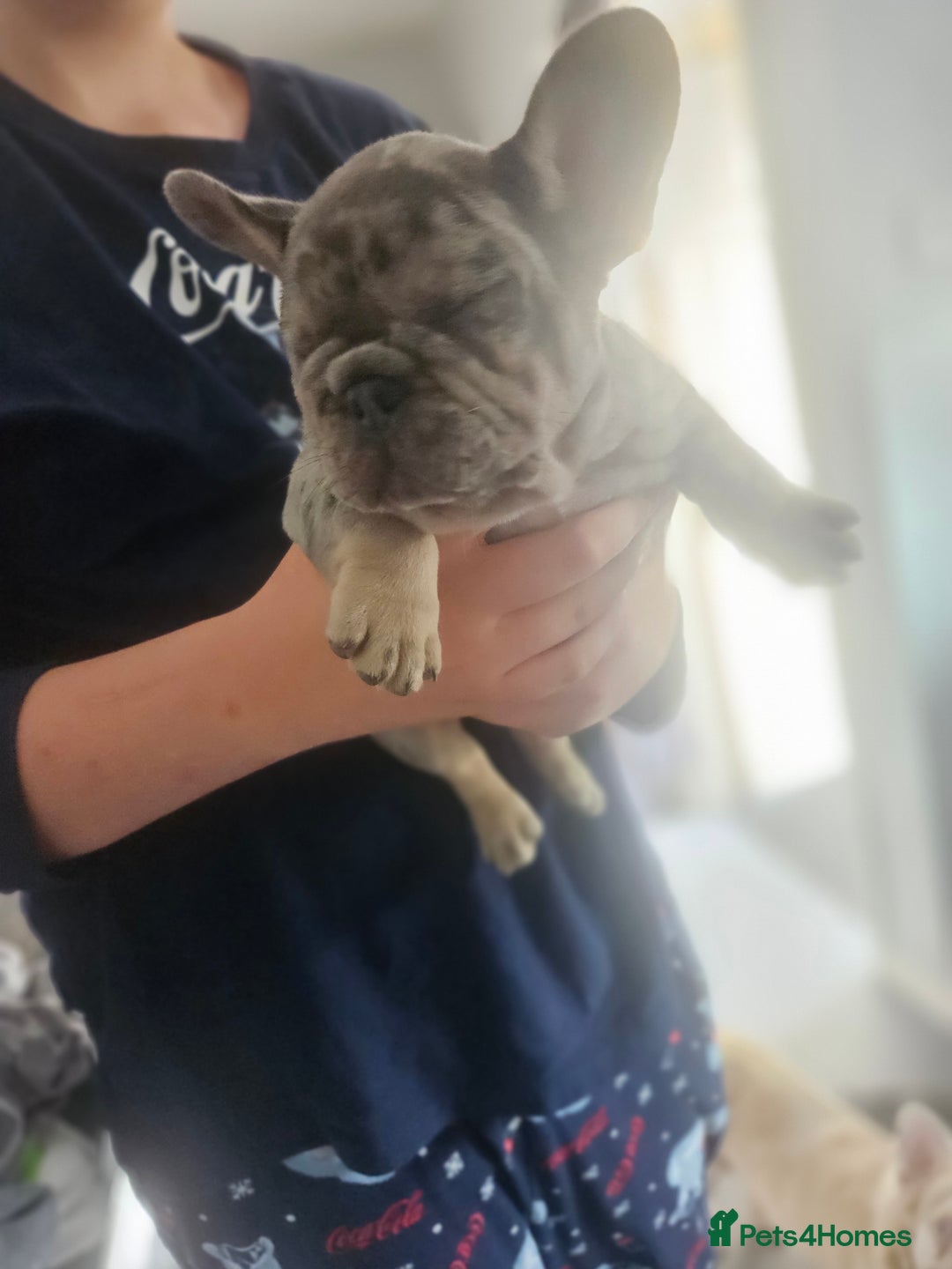 French Bulldog dogs for sale:  Beautiful french bulldog puppies for sale - Image 14
