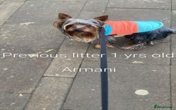 Yorkshire Terrier dogs for sale: 💝💝💝Both sides many champions 💝💝💝 in Leeds - Image 30