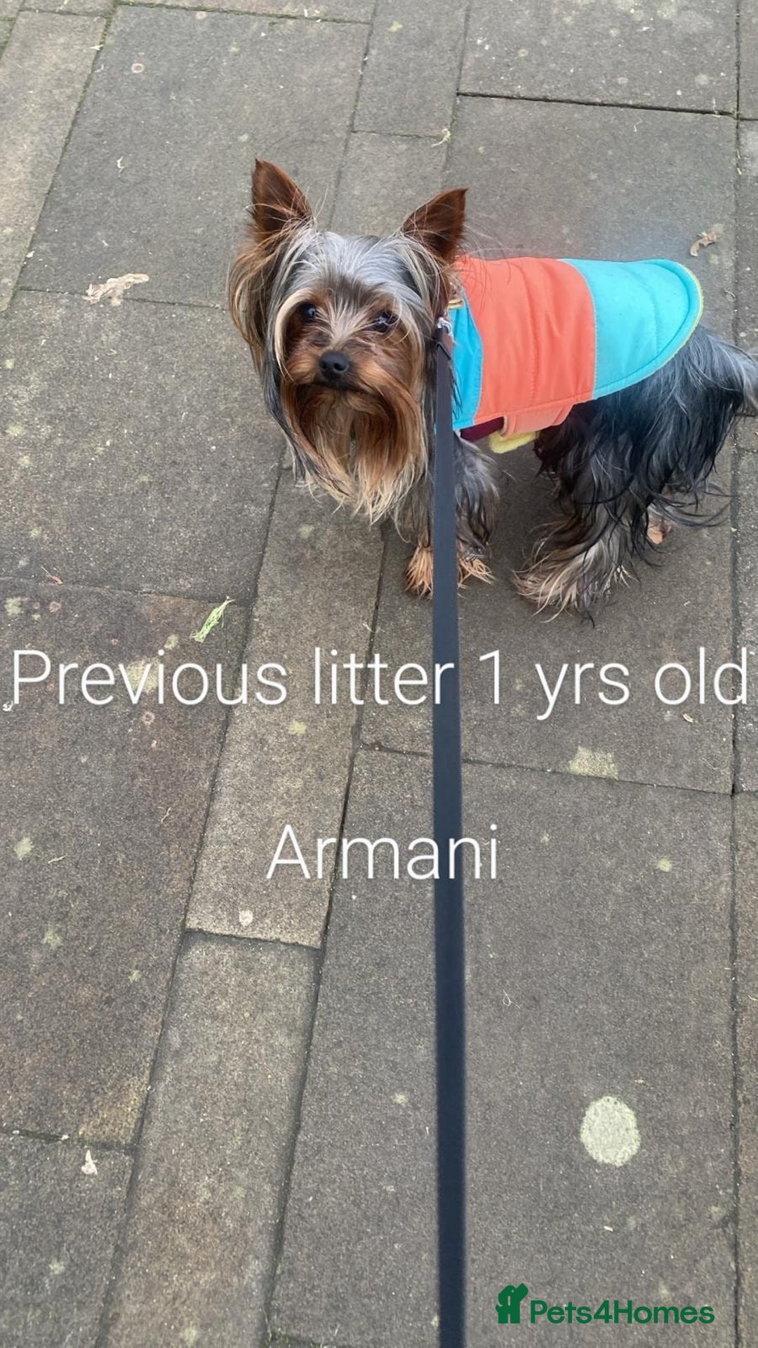 Yorkshire Terrier dogs for sale: 💝💝💝Both sides many champions 💝💝💝 in Leeds - Image 30