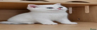 British Shorthair- silver girl