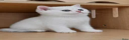 British Shorthair cats for sale: British Shorthair Silver & Golden Shaded Kittens - Advert 9