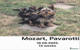 Yorkshire Terrier dogs for sale: Yorkshire Terrier Baby face boys for Sale  😍 - Image 4