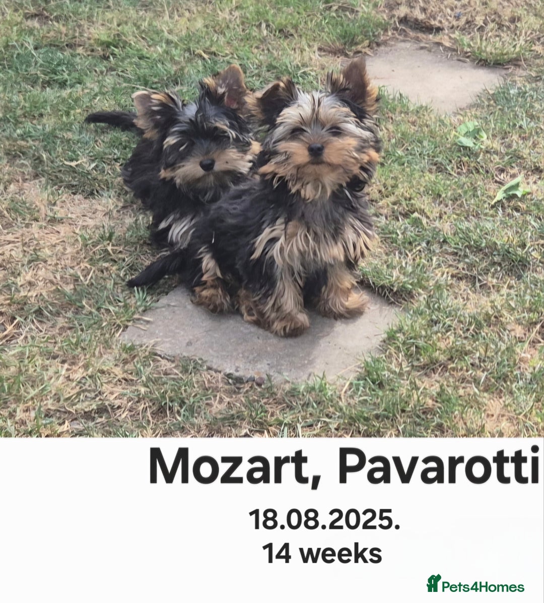 Yorkshire Terrier dogs for sale: Yorkshire Terrier Baby face boys for Sale  😍 - Image 4