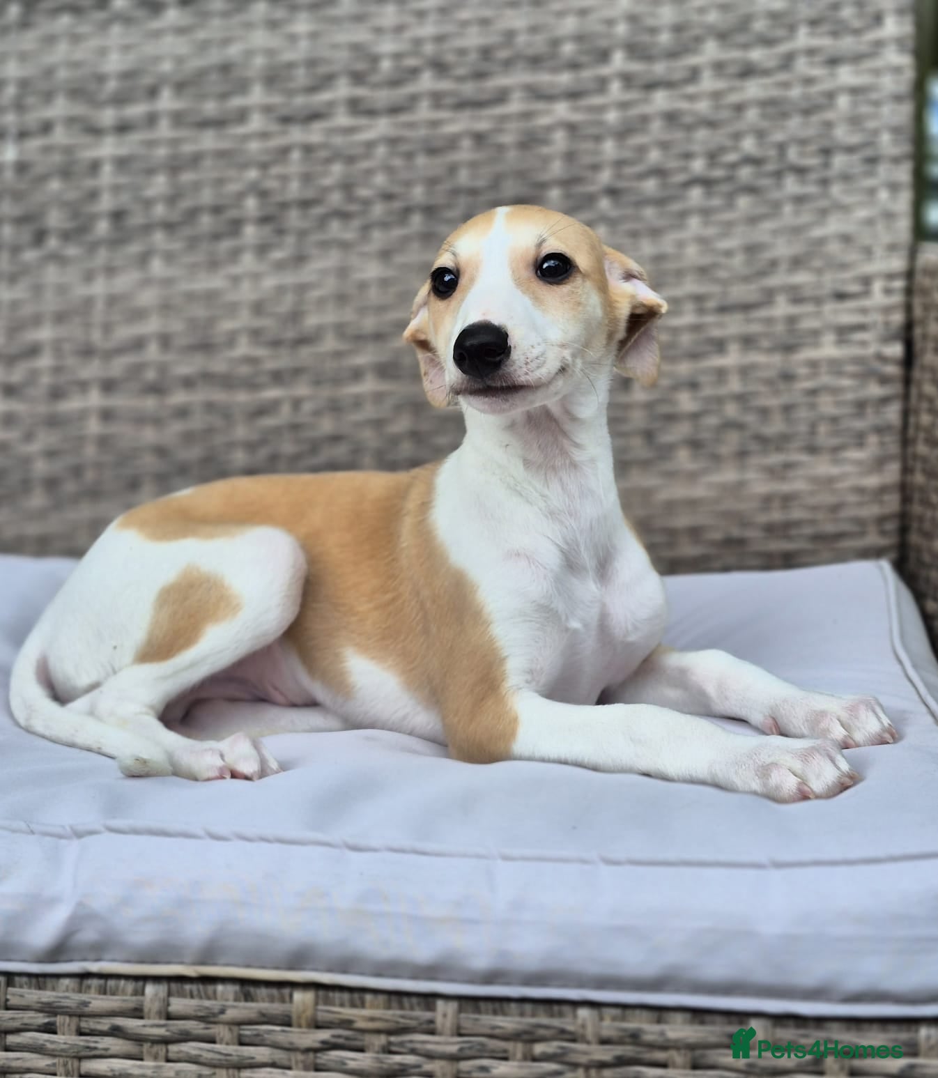 Whippet dogs Stunning Show Quality Whippet Puppies READY NOW - Advert 1