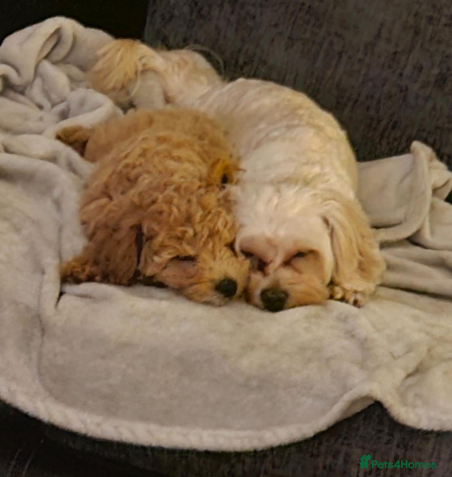 Maltipoo dogs Beautiful girl looking for a loving new home - Advert 1
