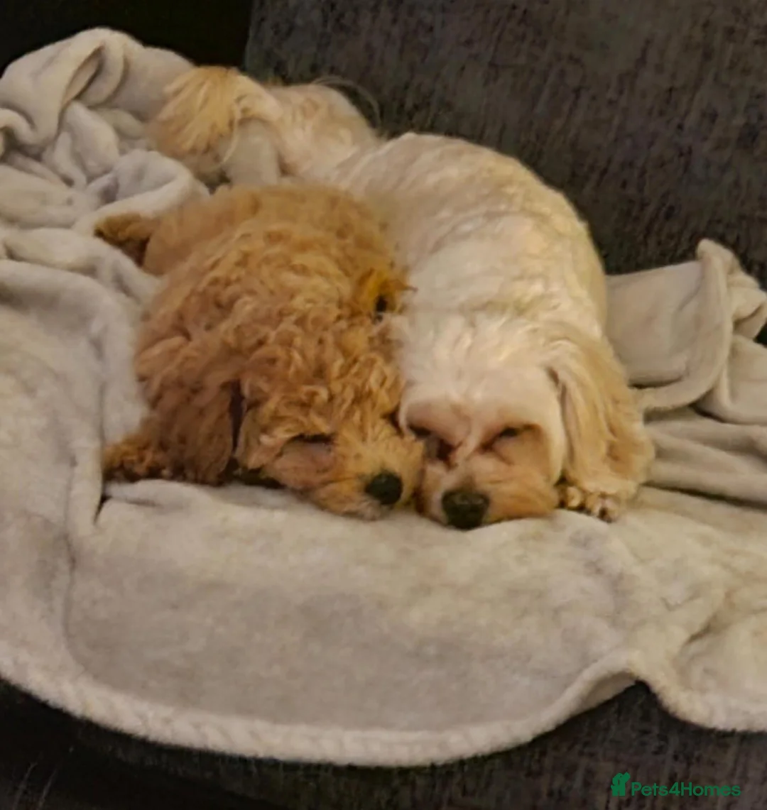 Maltipoo dogs for sale: Beautiful girl looking for a loving new home - Advert 1