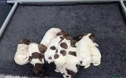 English Springer Spaniel dogs for sale: Health Tested Well Bred Pups - Image 4