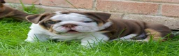 English Bulldog dogs for sale: EPIC BULLYZ PUPS in Halesowen - Advert 5