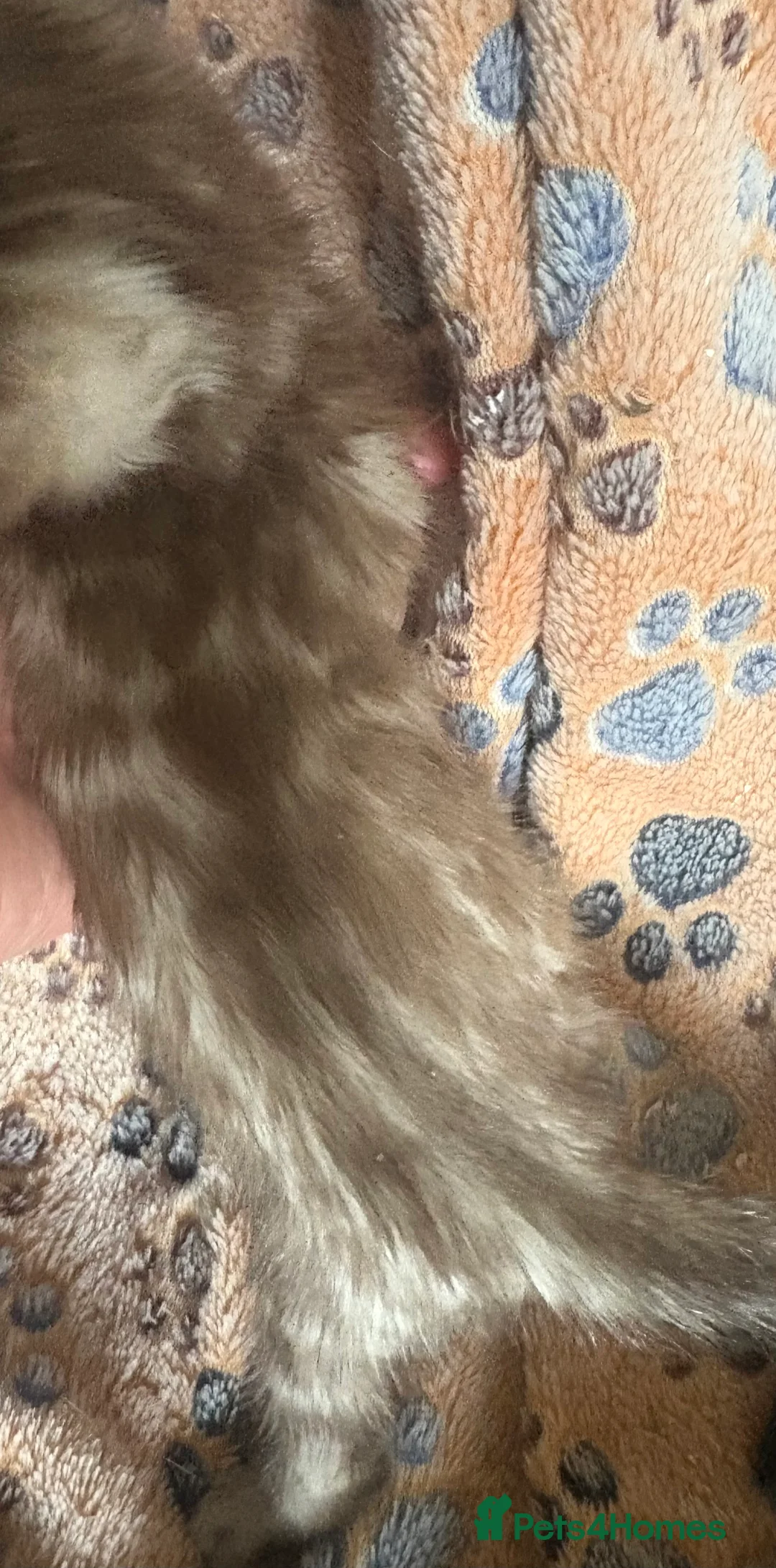 Bengal cats for sale: Stunning Tica reg Bengal kittens  - Advert 12