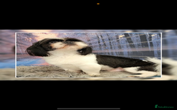 Shih Tzu dogs for sale: 5 gorgeous Shih Tzu puppies - Image 26
