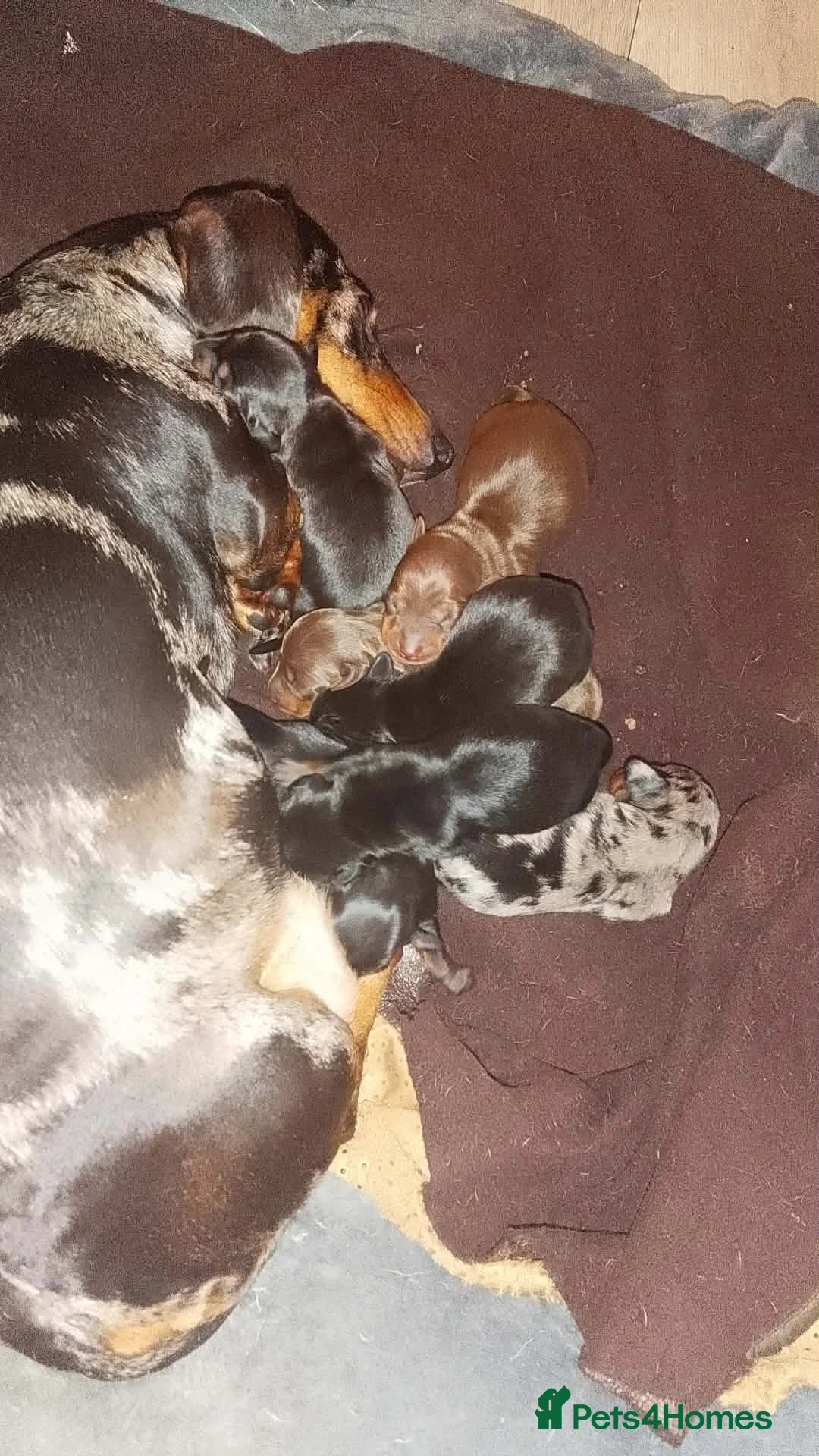 Miniature Dachshund dogs for sale: Kc Smooth hair dachsund - Advert 10