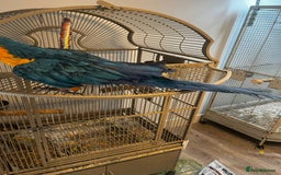 Macaws birds for sale: Green and Blue Macaw and Green Wing Macaw for Sale - Image 6