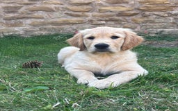 Golden Retriever dogs for sale: Ready now - Golden Retriever Puppies  - Image 1
