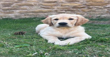 Golden Retriever dogs - Advert 13