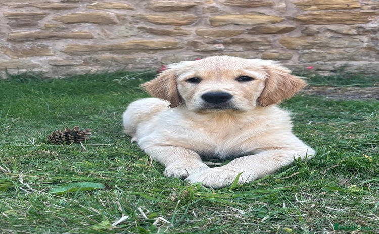 Golden Retriever dogs - Advert 2