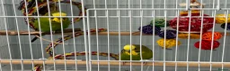 Budgerigars birds for sale: Lovely pair of budgies! in Cardiff - Advert 1