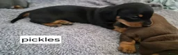 Miniature Dachshund dogs for sale: 1 puppy minature dachshund boy avaliable - Advert 8