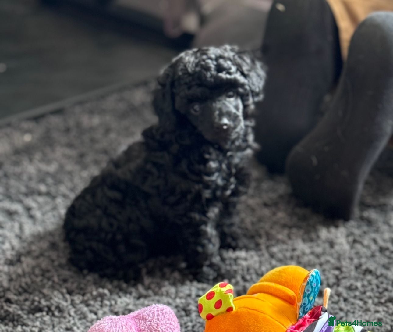 Toy Poodle dogs KC registered Toy Poodle Male 1 black  - Advert 3