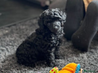 Toy Poodle dogs KC registered Toy Poodle Male Black PRA Clear - Advert 3