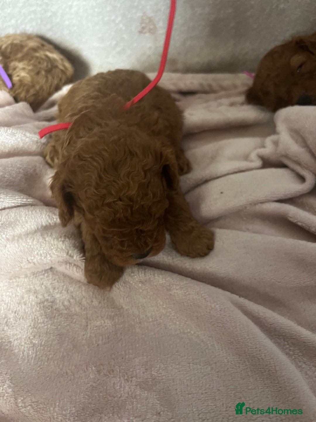 Cavapoo dogs for sale: F1B cavapoos  - Image 2
