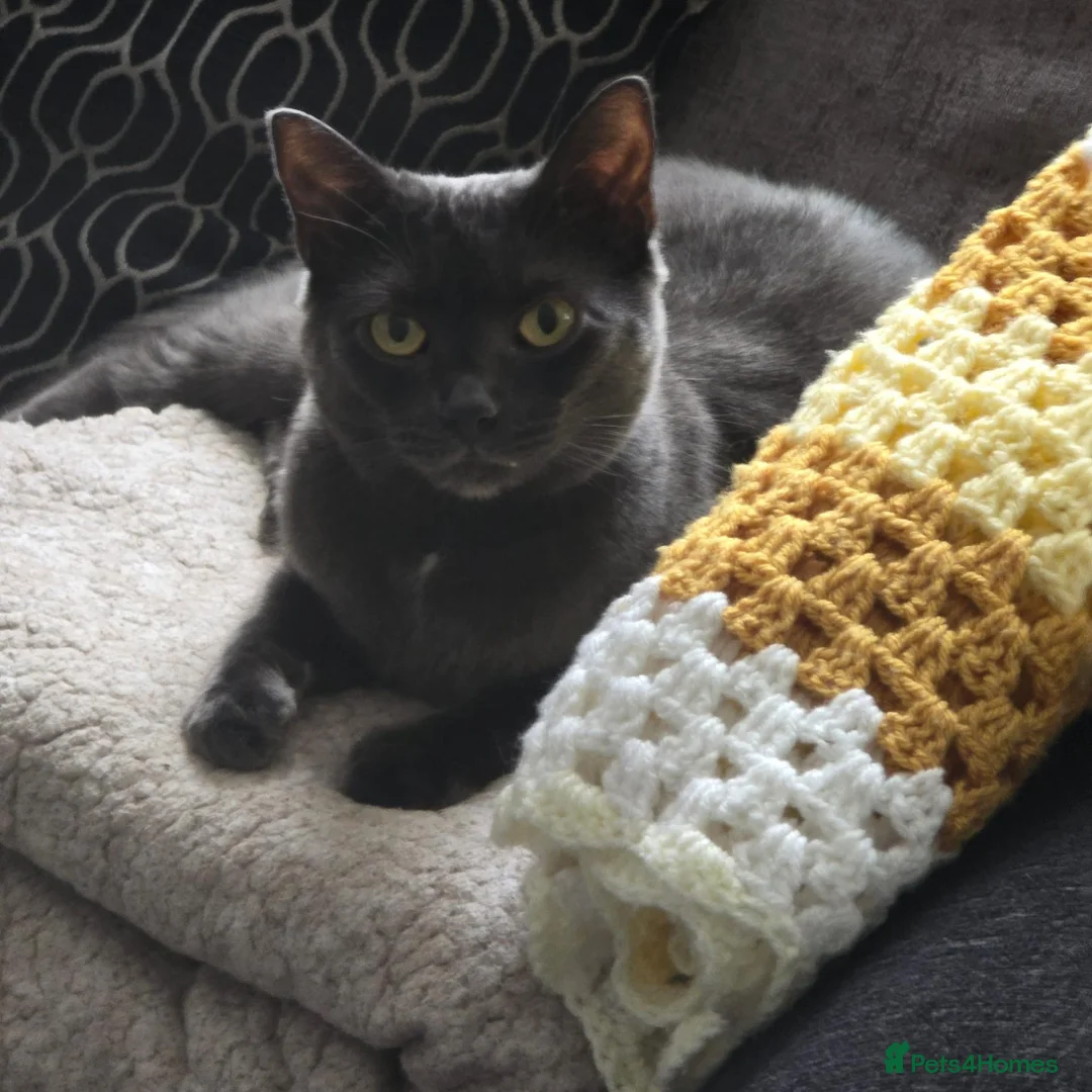 Mixed Breed cats for sale: Short hair cat in Enfield - Advert 1