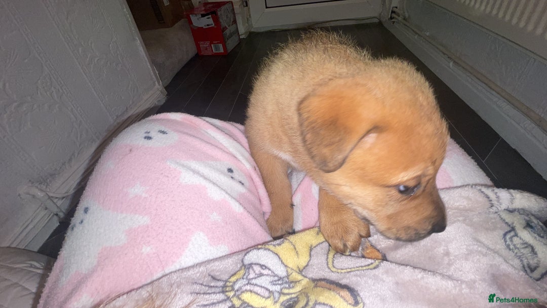 Mixed Breed dogs for sale: *only 1 male left* Malkita puppies 4 boys - Advert 28
