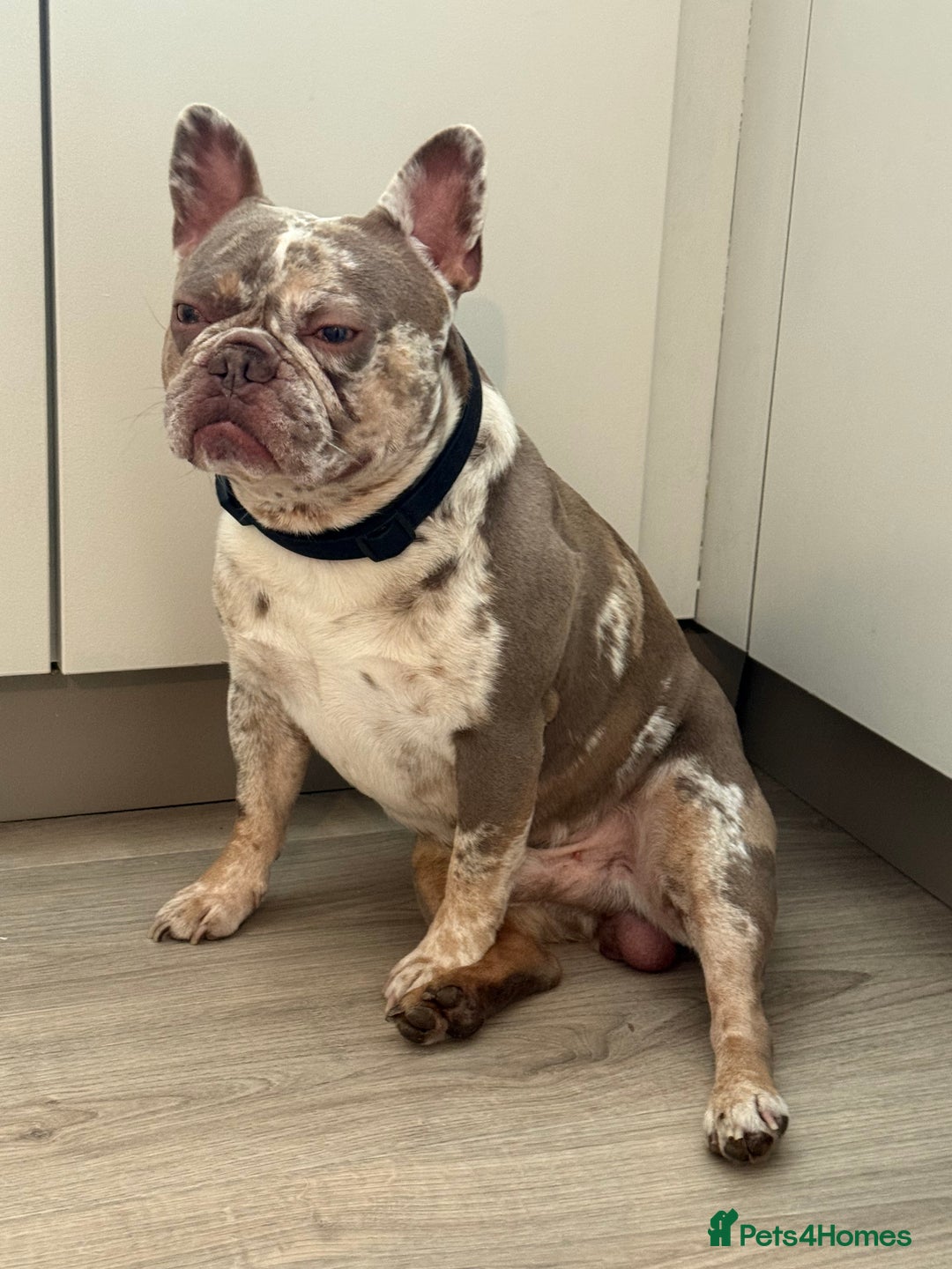 French Bulldog dogs for stud: VEGAS- new shade Isabella & tan Merle  in Southampton - Advert 33