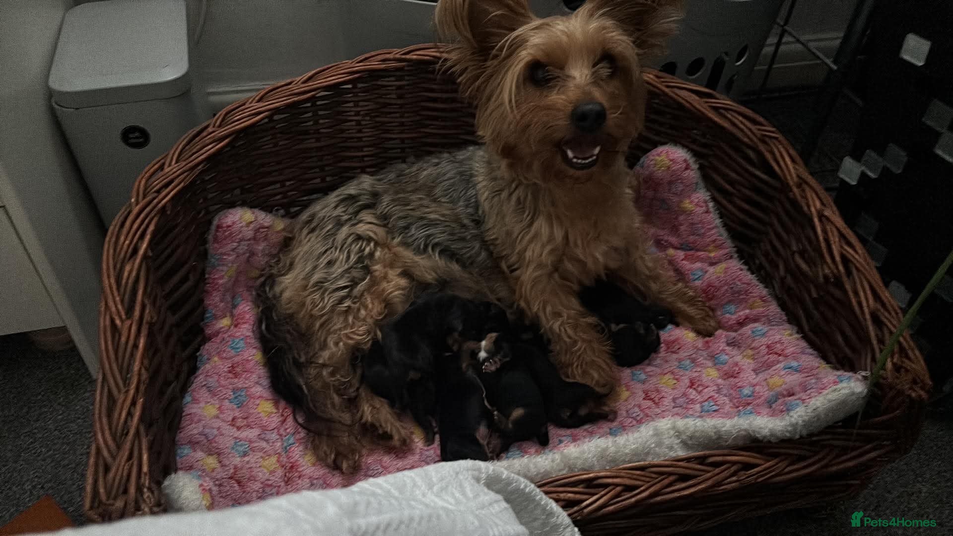 Yorkshire Terrier dogs Yorkshire terrier  - Advert 7