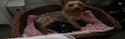 Yorkshire Terrier dogs for sale: Yorkshire terrier  - Advert 1