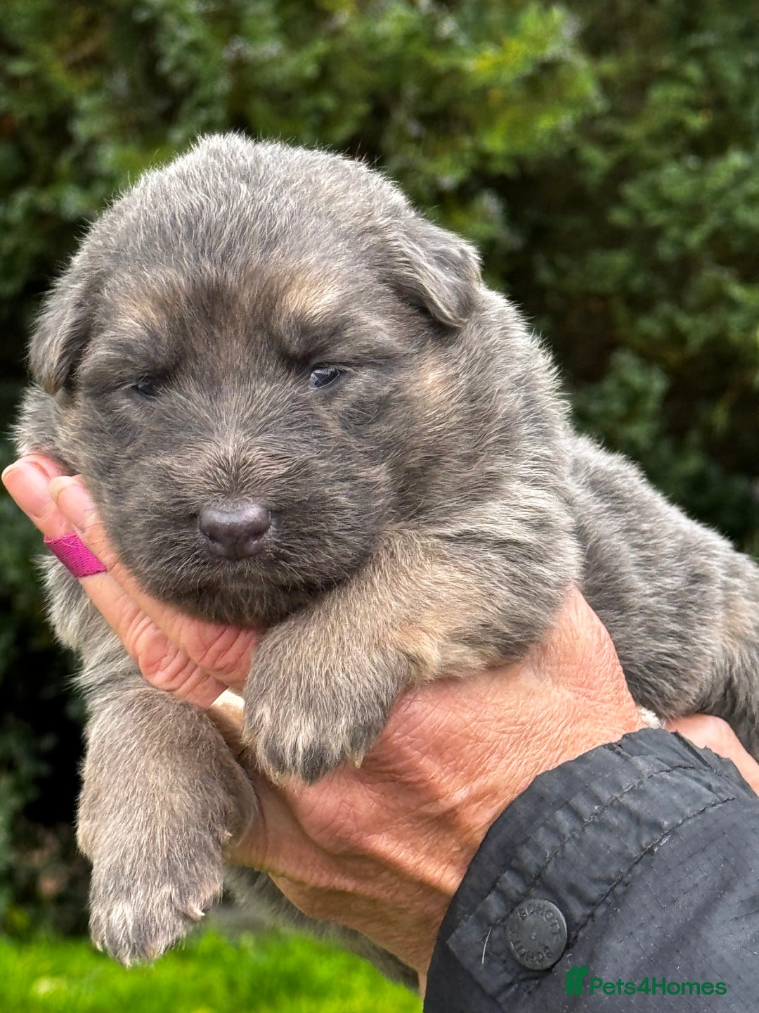German Shepherd dogs for sale: ⭐️Chunky kc reg GSD pups ⭐️  - Image 14