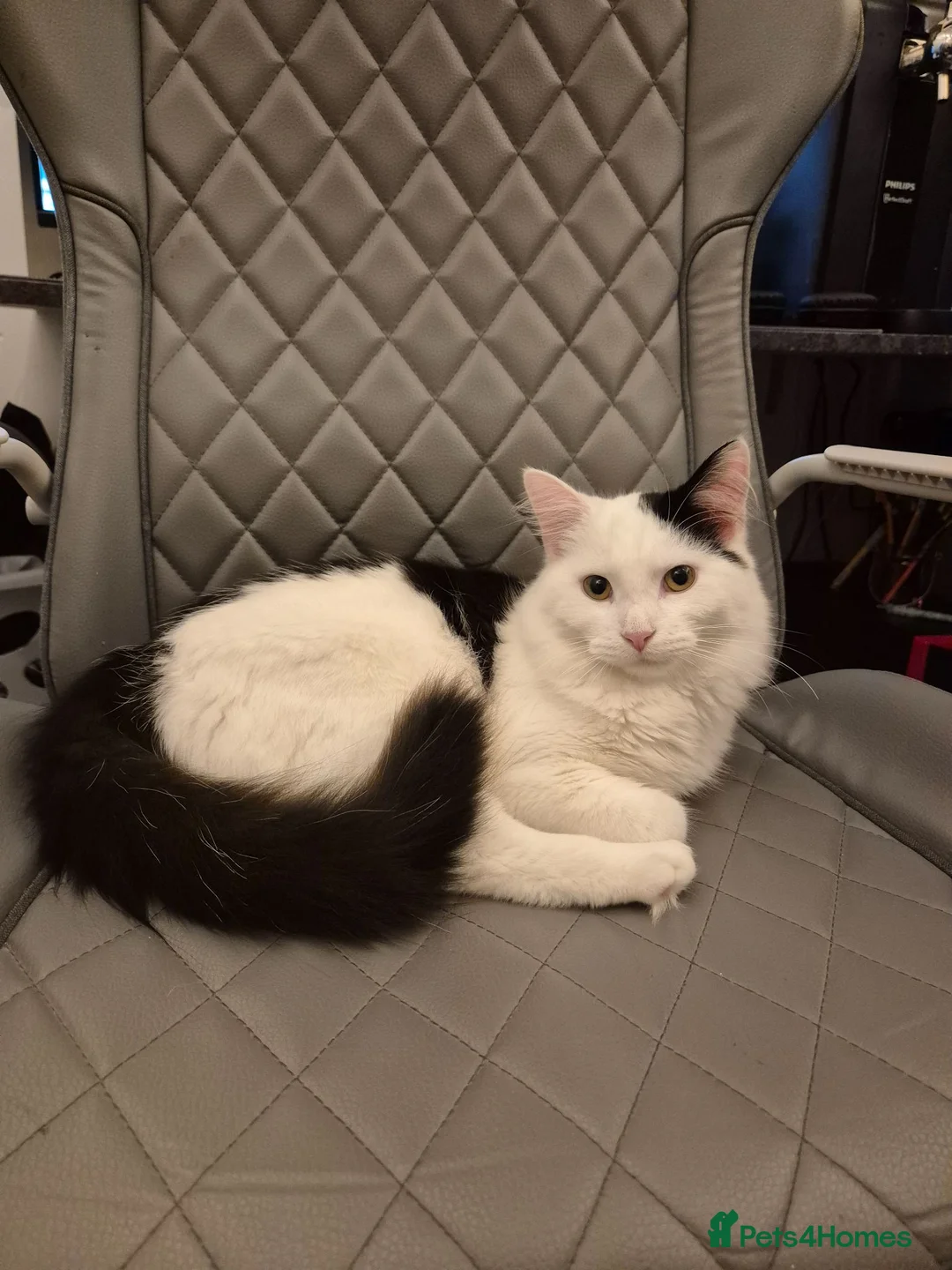 Mixed Breed cats for sale: 3 beautiful cats for rehoming - Advert 2