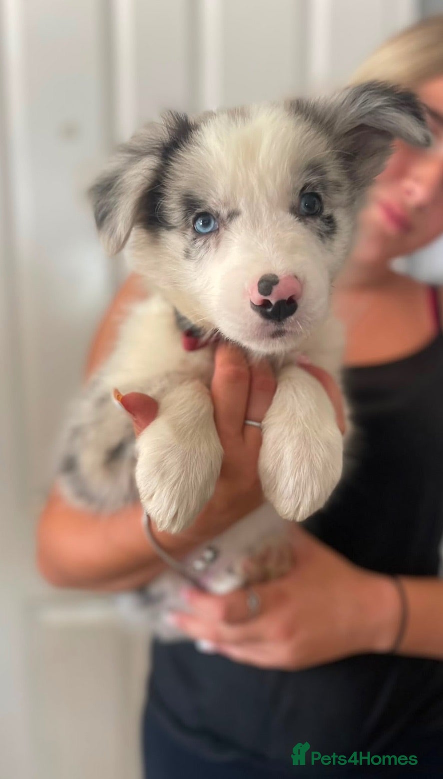 Border Collie dogs Outstanding Litter Of 12 Border Collie Puppies 🐶 - Advert 1