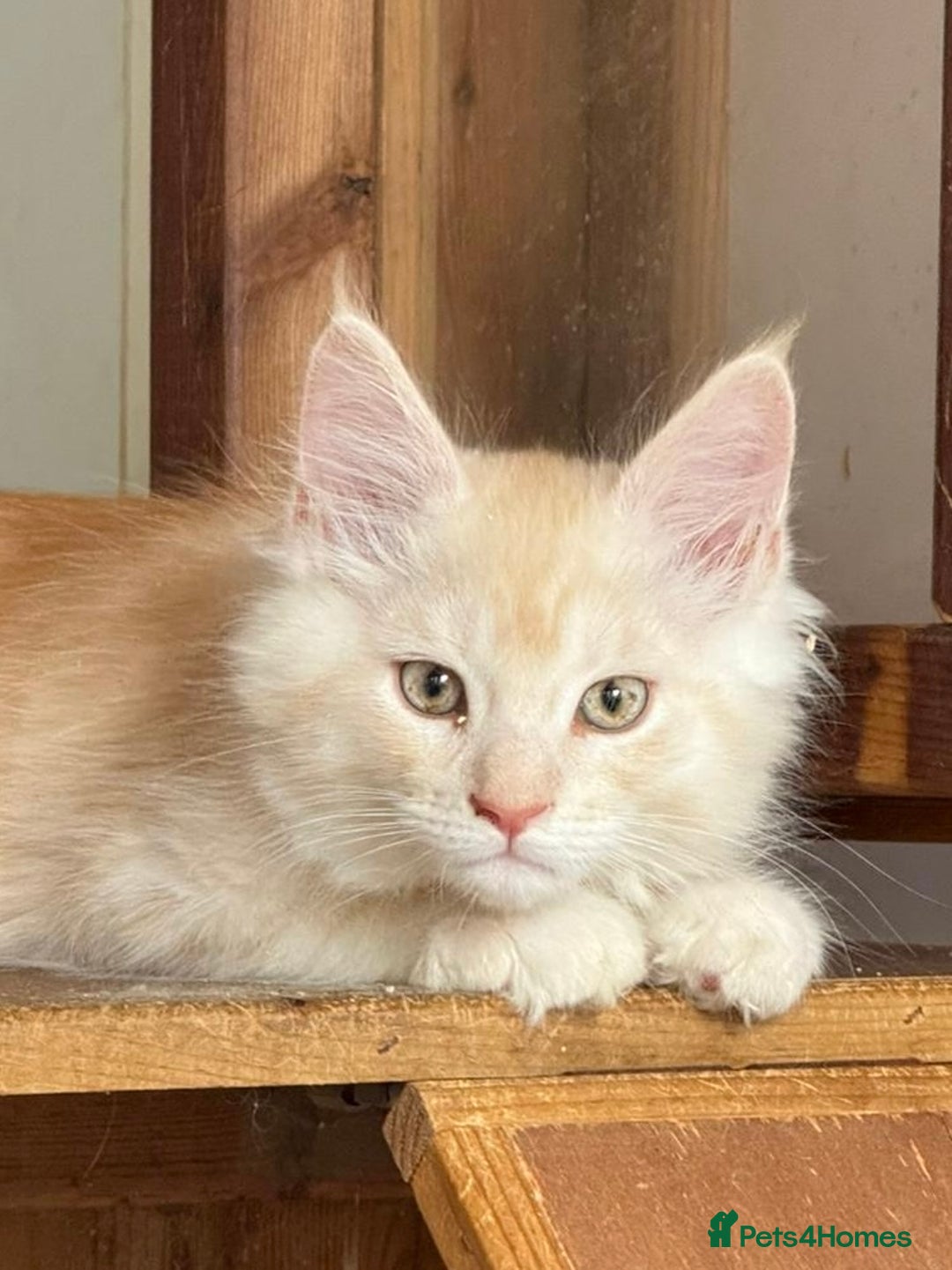Maine Coon cats for sale: Ready now Maine Coon large Boys GCCF - Image 36