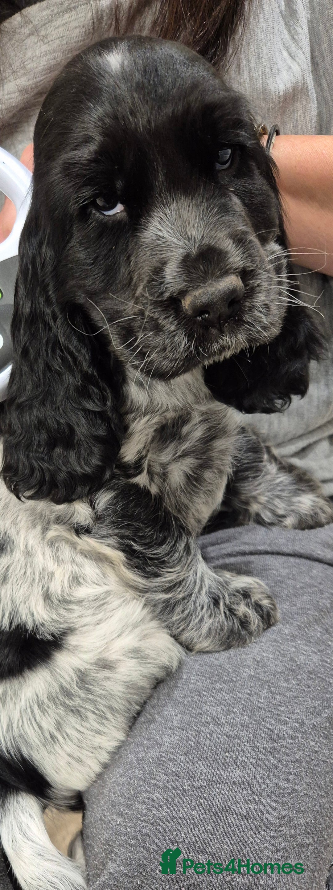 Cocker Spaniel dogs for sale: 2 stunning Cocker Spaniel bitch puppies available - Advert 5