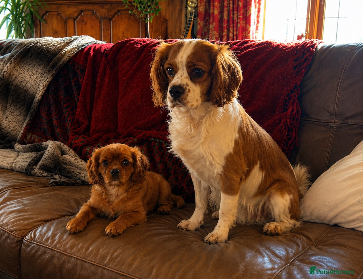 Cavalier King Charles Spaniel dogs for sale: Kc reg fully dna tested ruby cavalier girl - Advert 2