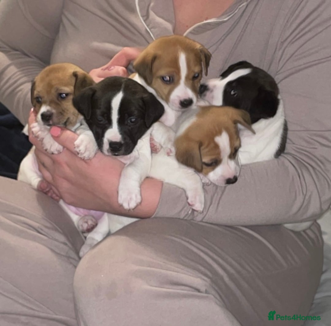 Jack Russell dogs for sale: Jack Russell Terriors  - Advert 15