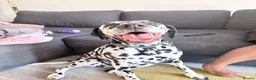 Dalmatian dogs for sale: Dalmy - Advert 3