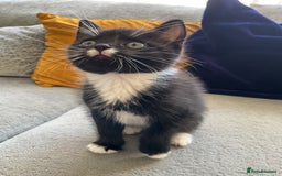 Mixed Breed cats for sale: Beautiful kittens tuxedo tabby & calico - Image 2
