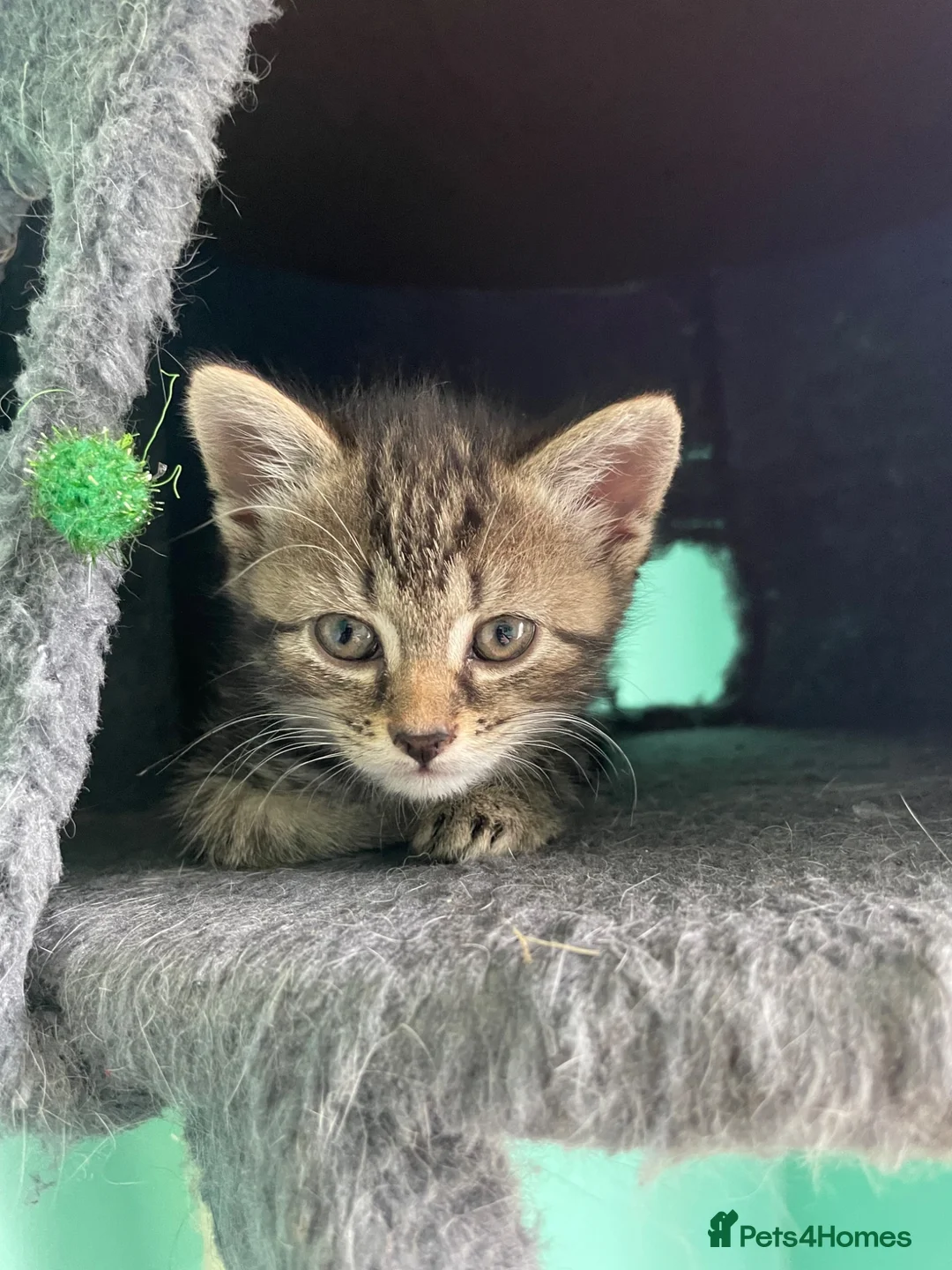 Domestic Shorthair cats for sale: Female Kittens Looking for Their Forever Homes - Advert 2