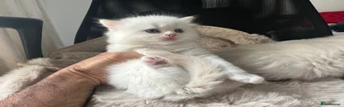 Simba